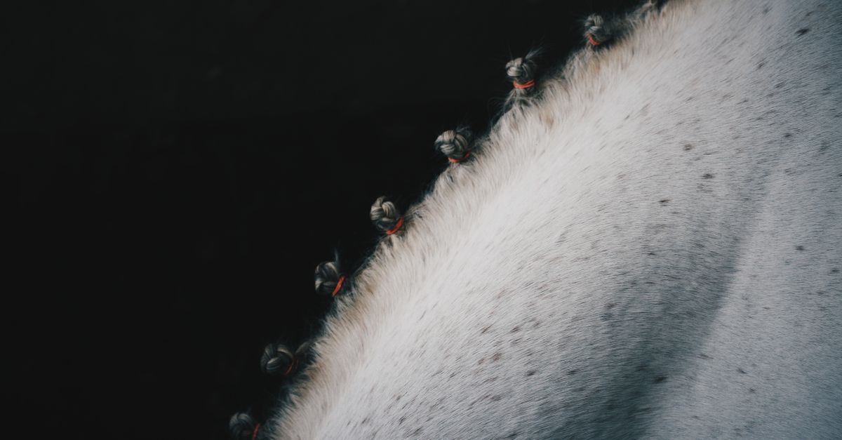 L'abcès du pied du cheval : reconnaître et soigner