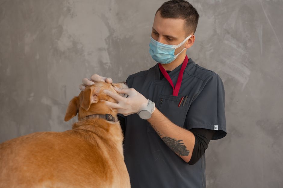 Faire soigner son animal sans argent : toutes les aides
