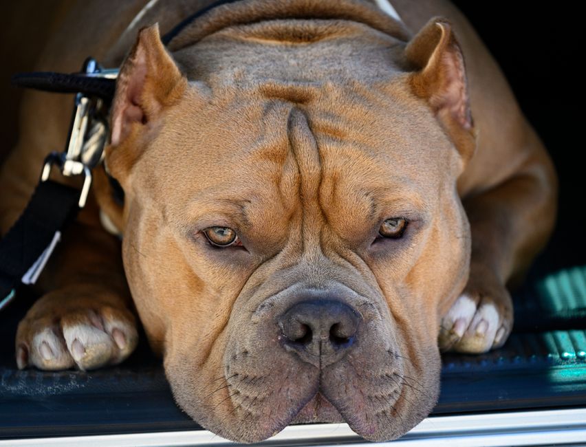 L'American Bully : caractère, tailles, santé et prix