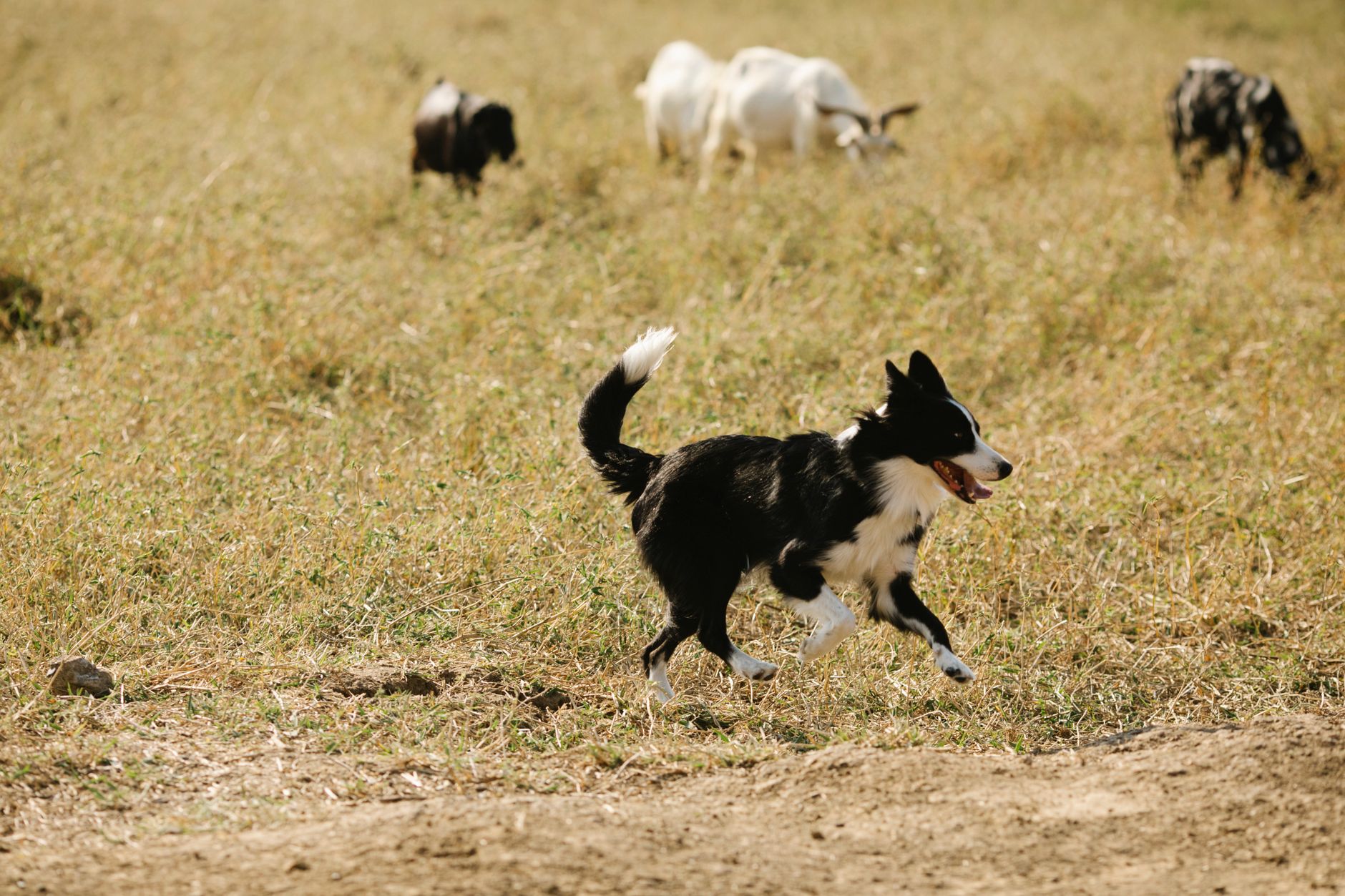 Berger australien ou border collie : lequel est fait pour vous ?