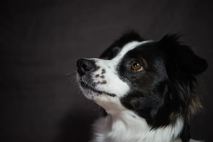 Border collie : caractère, éducation, santé et prix — illustration