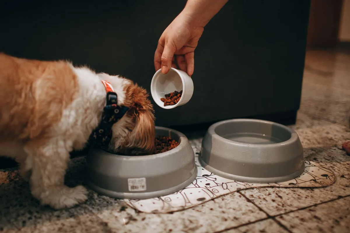 Le calcium dans l'alimentation du chien : besoins et excès