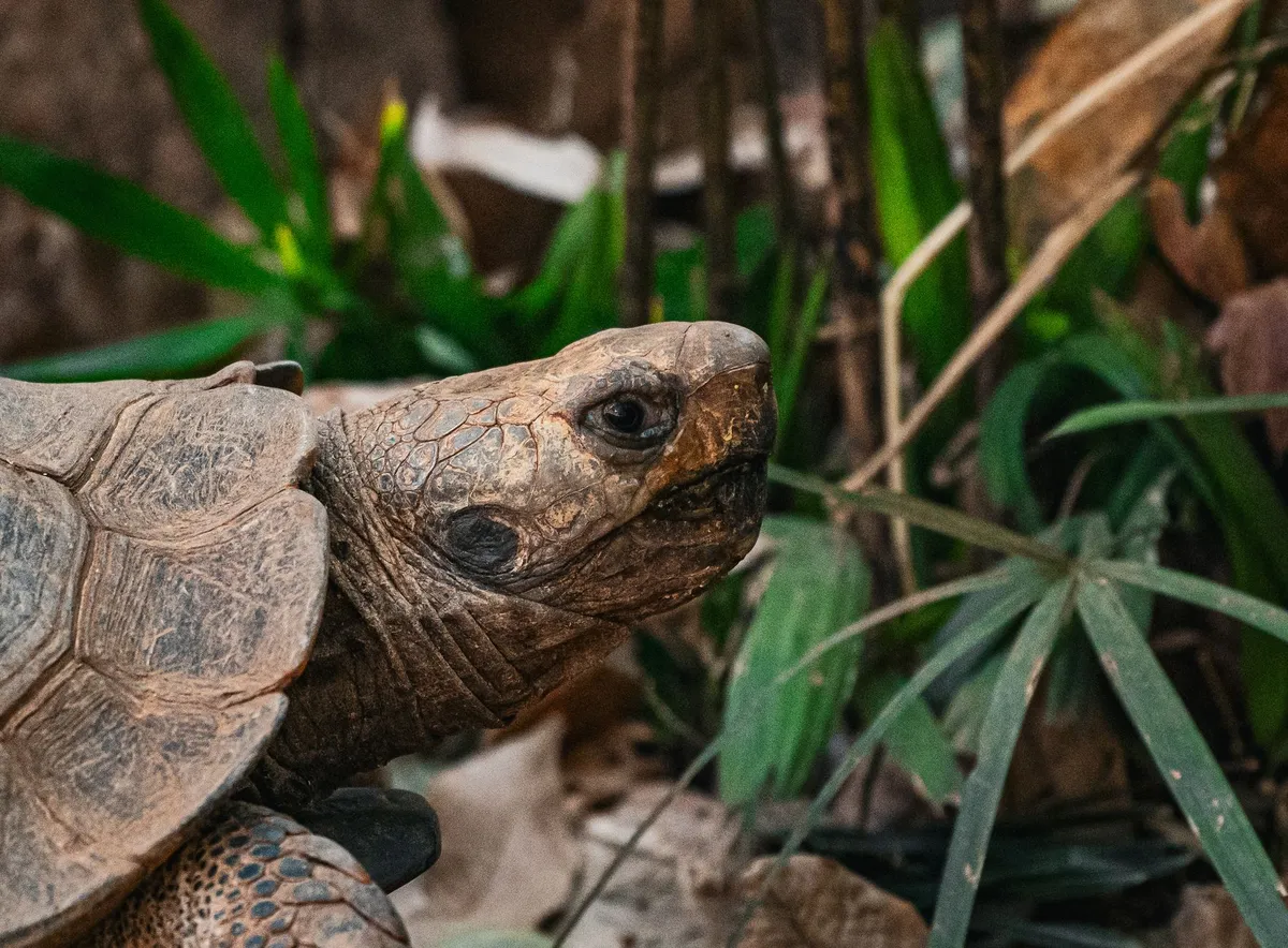 Calcium chez la tortue et les reptiles (NAC) : éviter les carences