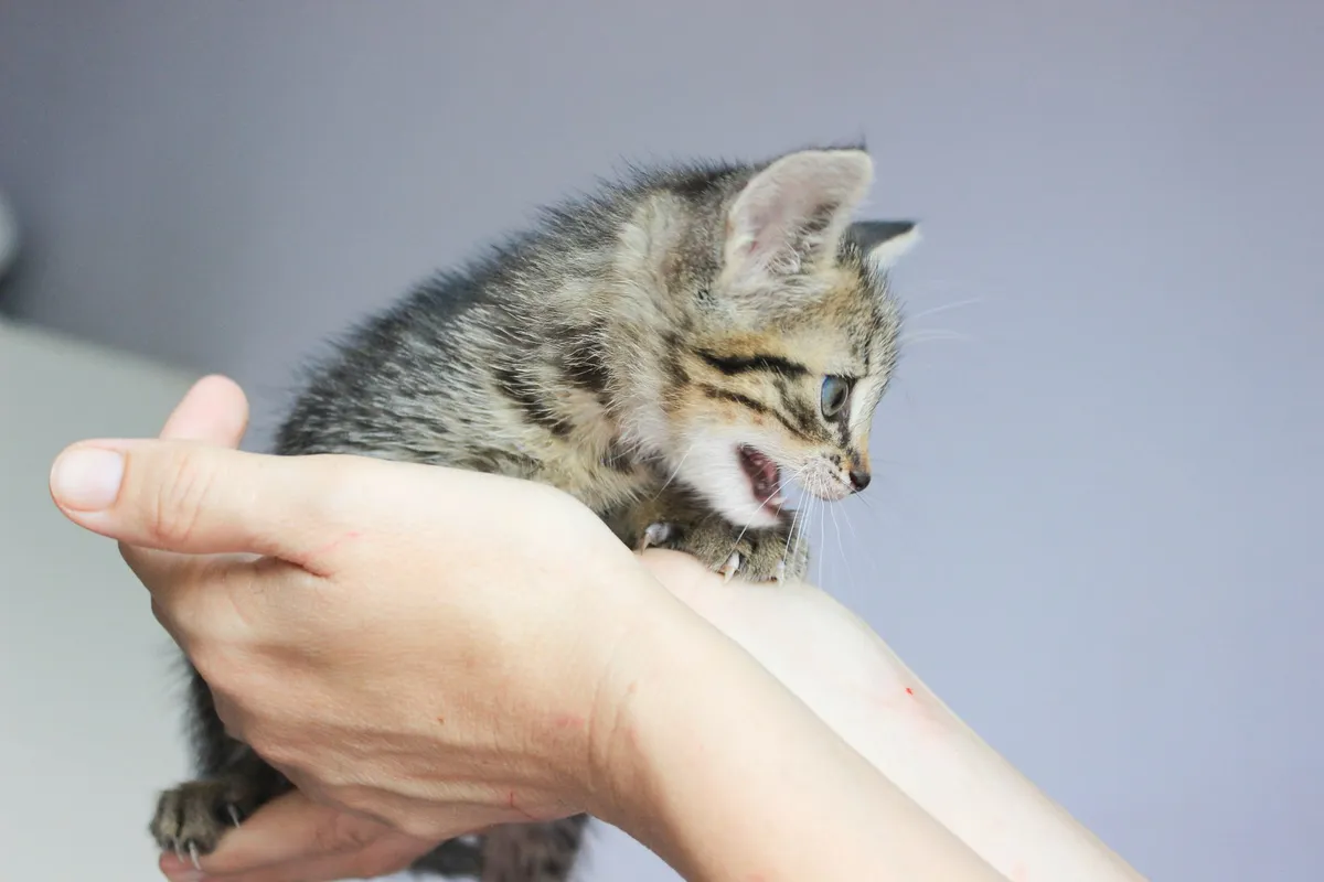 Chaton qui mordille : pourquoi et comment l'arrêter en douceur