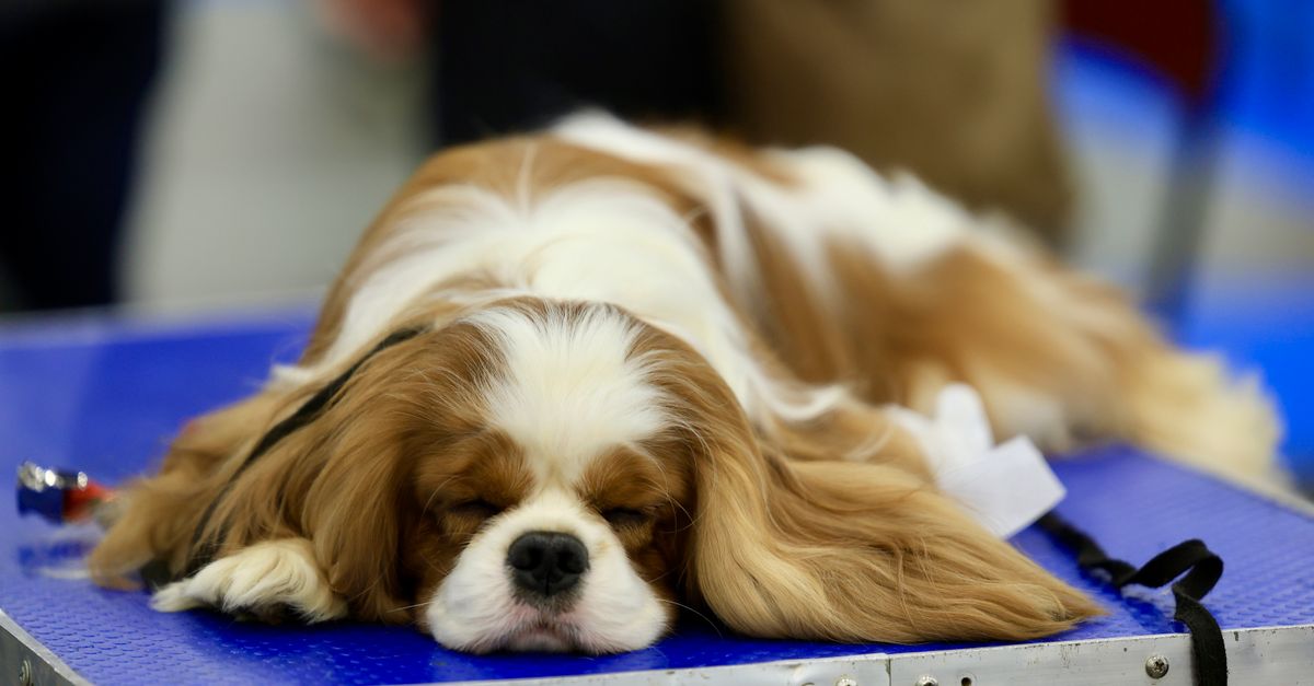 Chien empoisonné : que faire en urgence