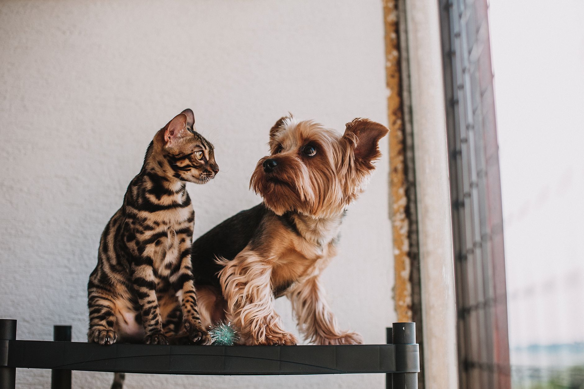 Chien ou chat : lequel choisir selon votre mode de vie ?