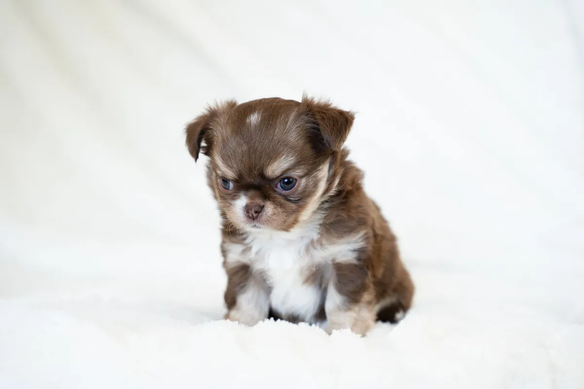 Chiot qui pleure la nuit : causes et solutions douces
