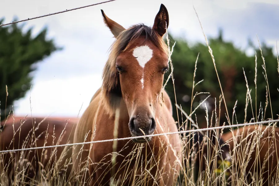Comprendre le cheval : besoins essentiels et bien-être — illustration