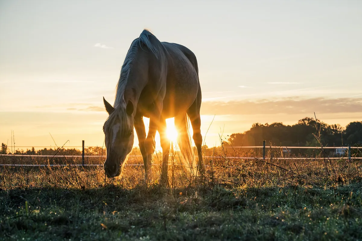 Cheval