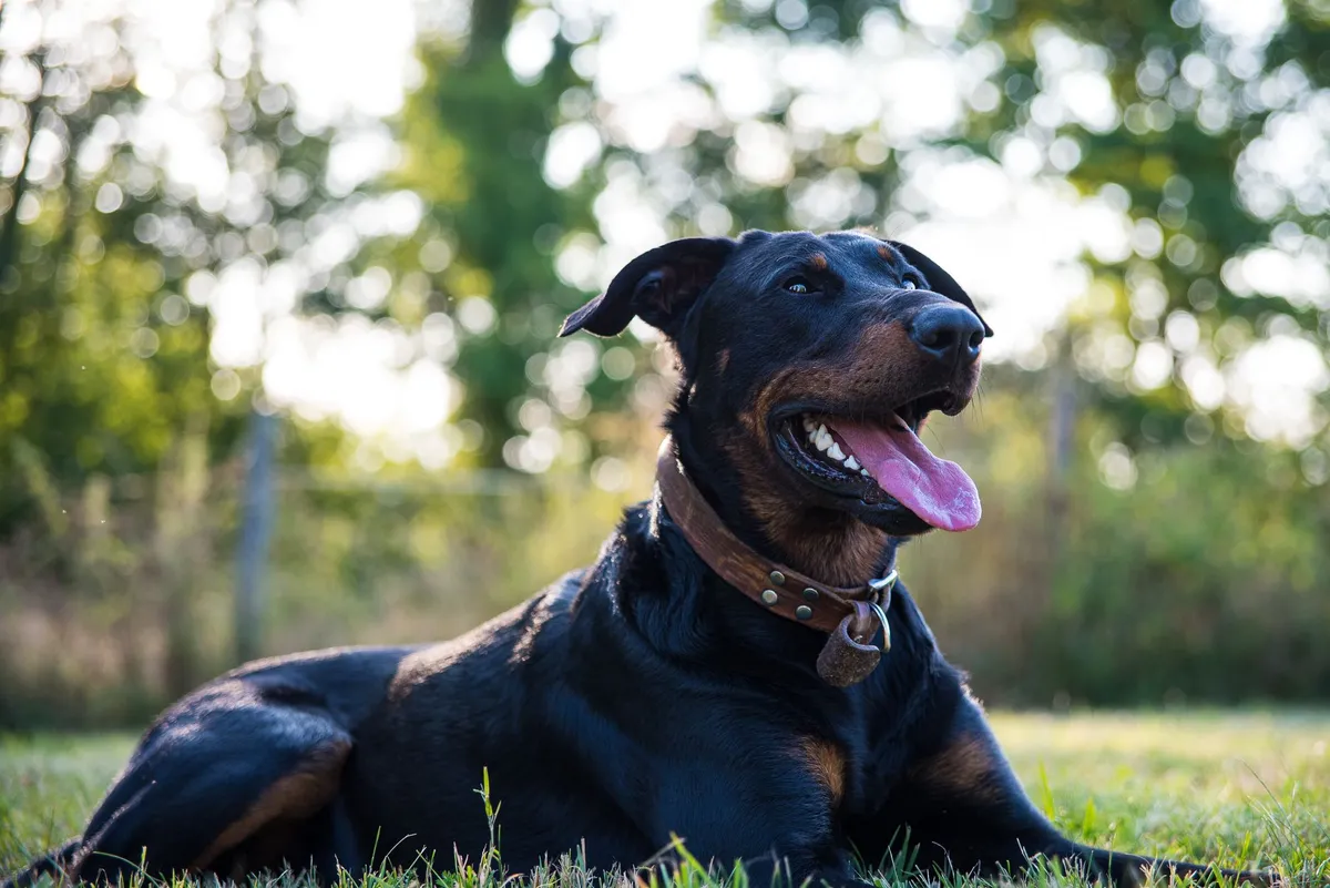 Coup de chaleur chien : symptômes et gestes d'urgence