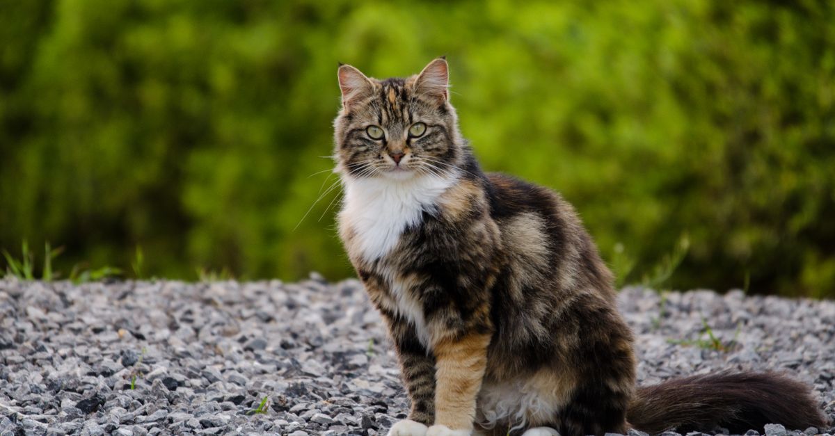 La cystite du chat : symptômes et que faire