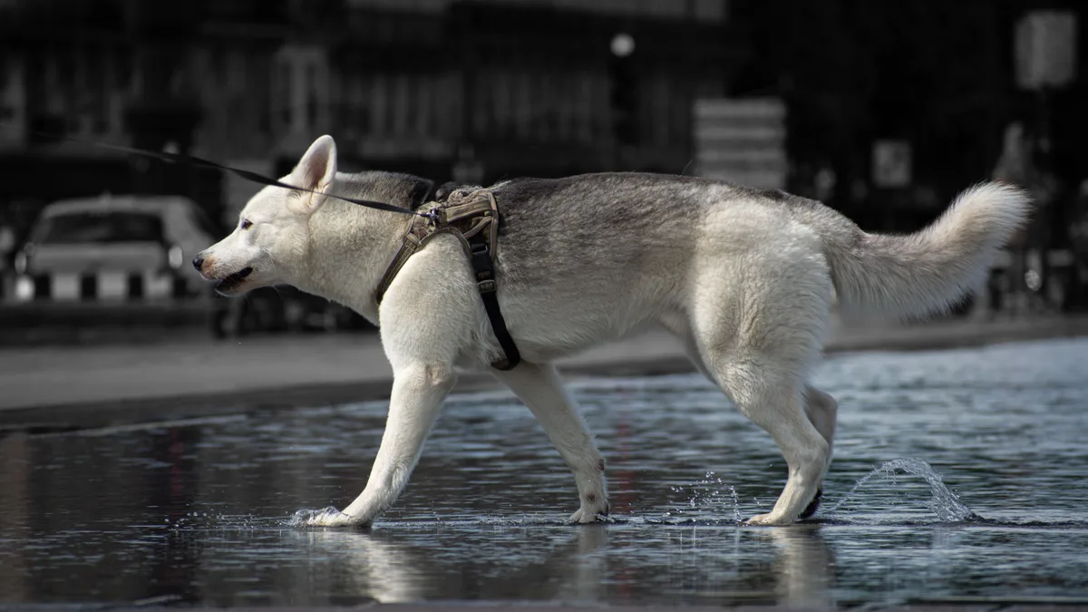 Dysplasie de la hanche du chien : symptômes, traitements et opération