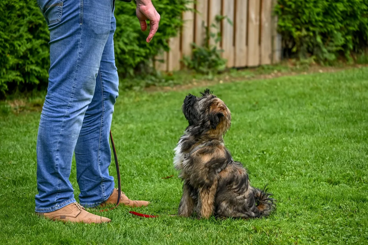 Éduquer un chiot