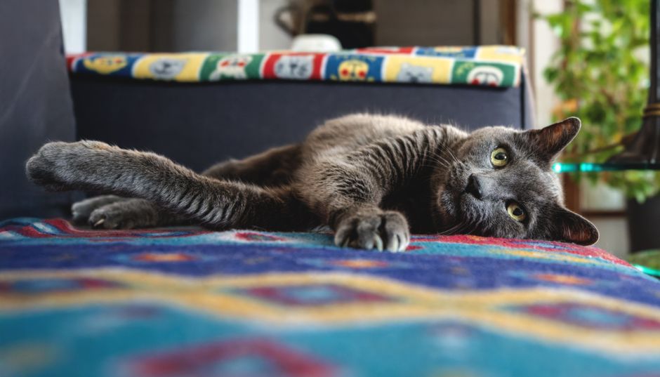 Espérance de vie du chat : les leviers prouvés pour l'allonger — illustration