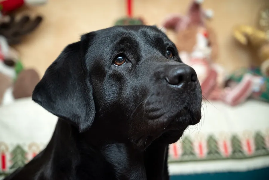 Labrador : caractère, éducation, santé et prix — illustration