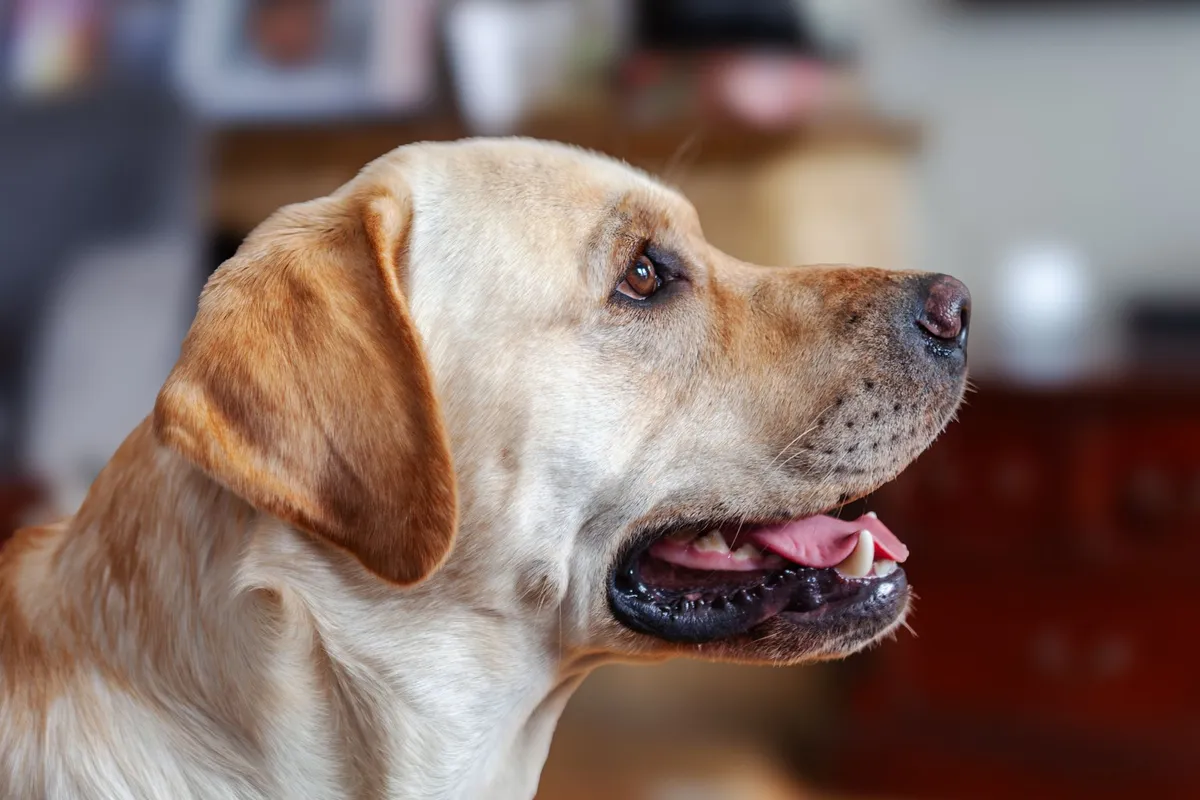 Labrador : caractère, éducation, santé et prix