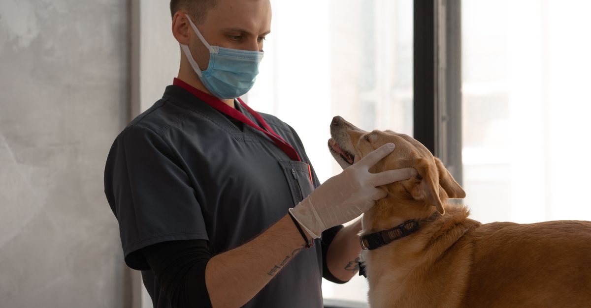 Massage cardiaque et premiers secours du chien