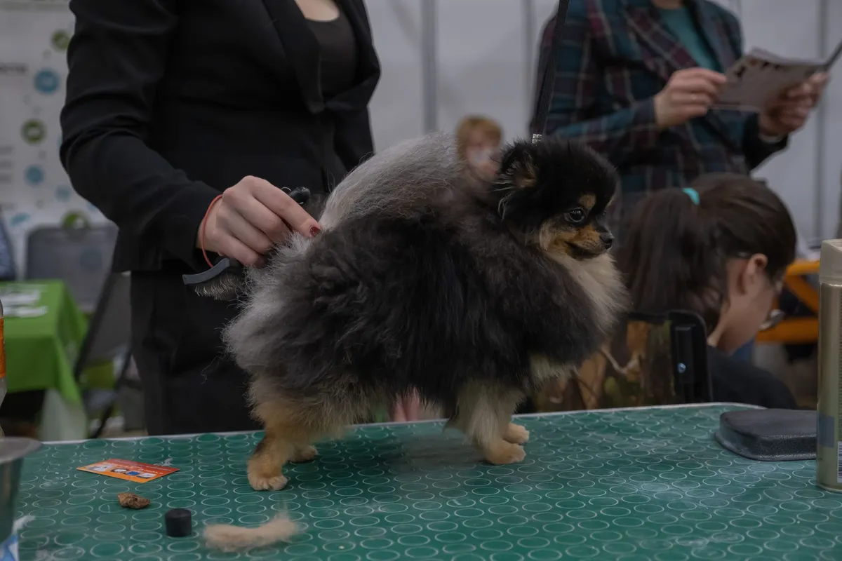 Meilleur antiparasitaire pour chien : pipette, comprimé ou collier ?