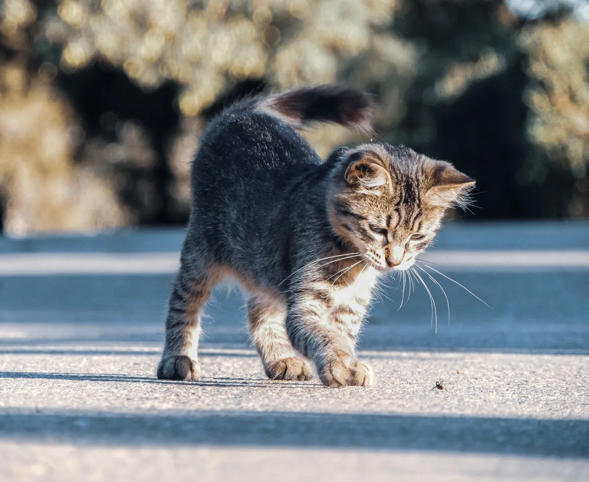 Meilleures croquettes pour chat : les vrais critères de choix