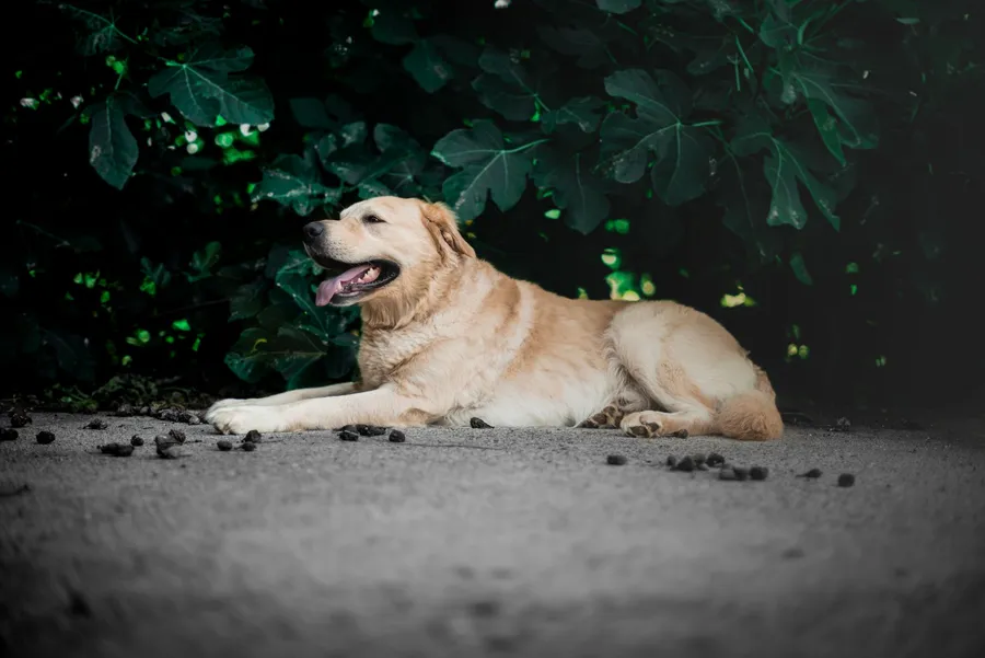 Comportementaliste canin : rôle, tarifs et comment choisir — illustration