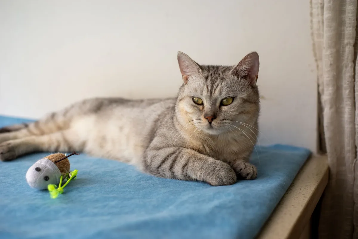 Comportementaliste félin (pour chat) : quand consulter