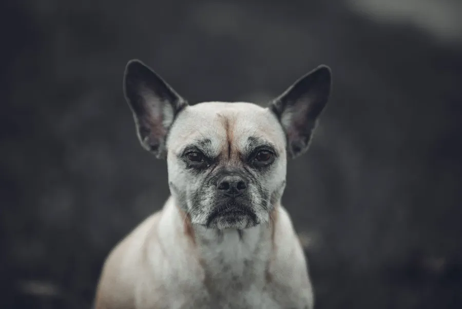 Photographe animalier : réussir la séance photo de son animal — illustration