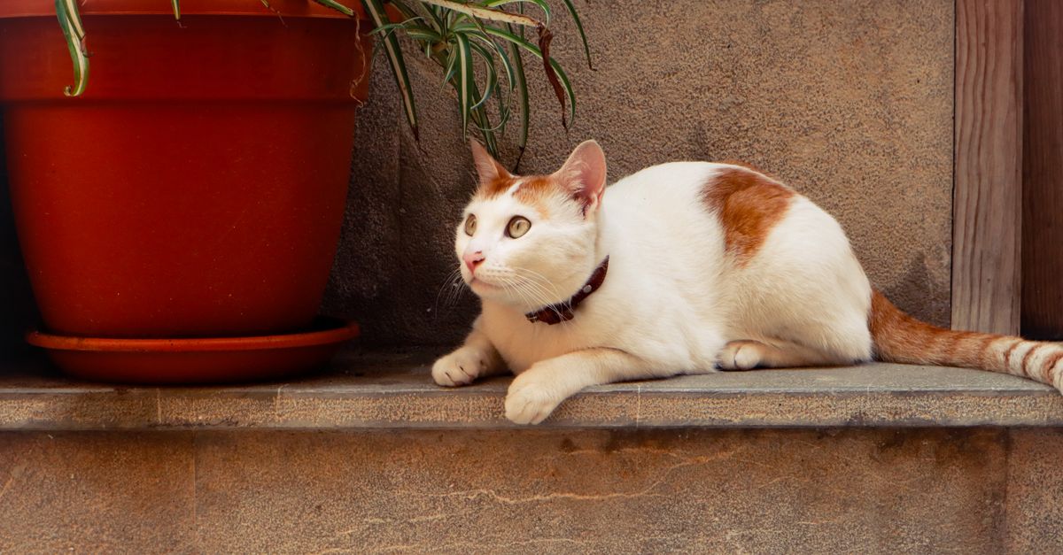 Mon chat a mangé du chocolat : que faire