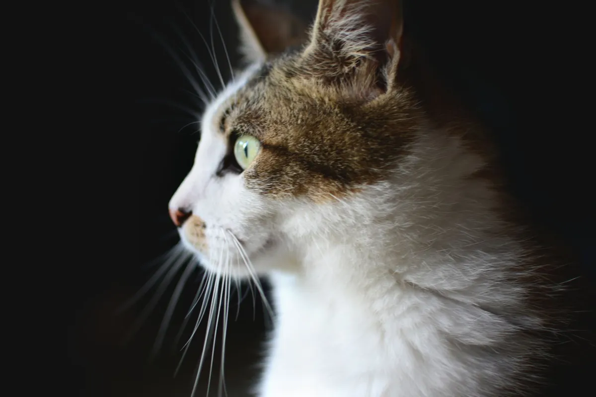Mon chat miaule la nuit : pourquoi et comment y remédier