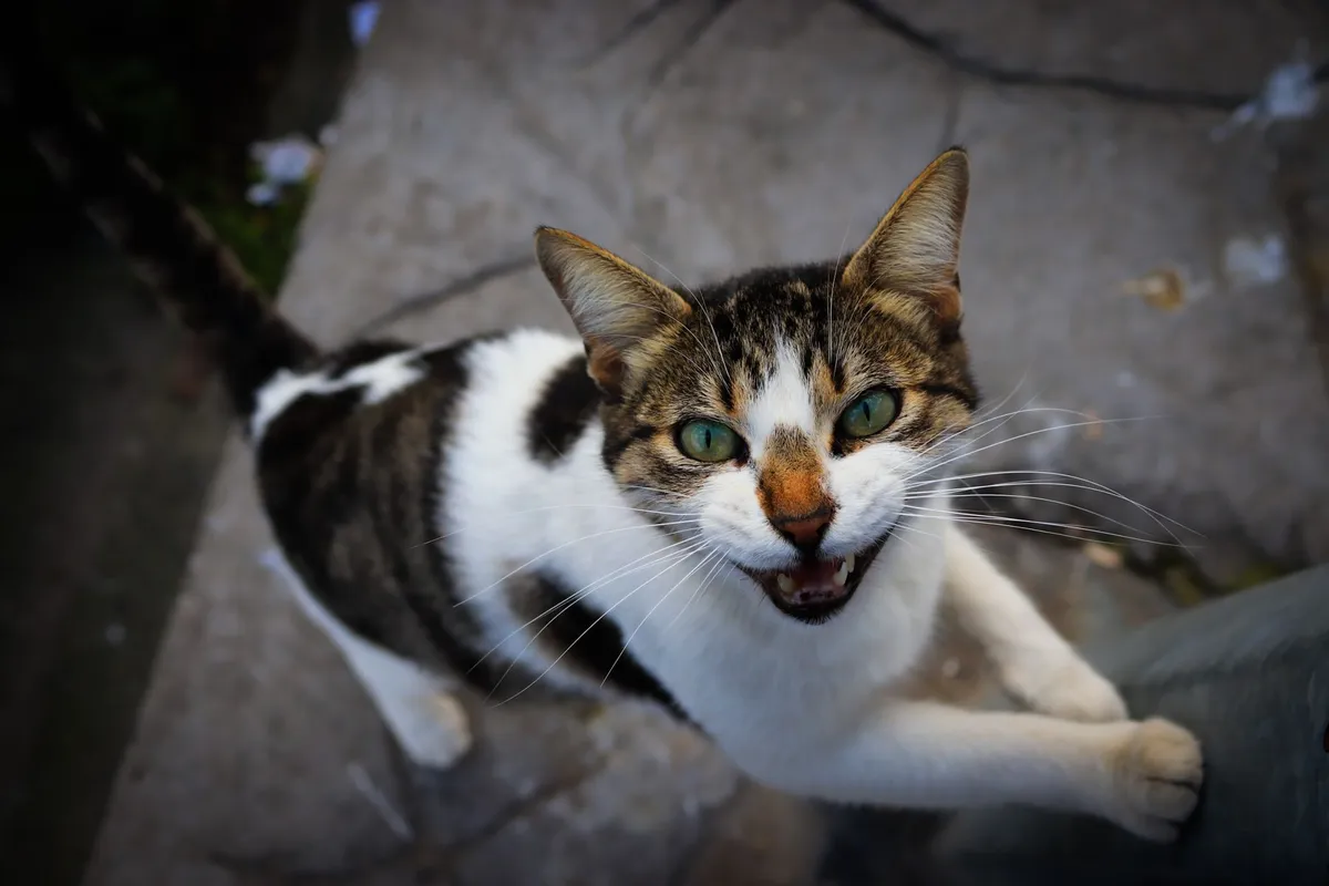 Mon chat ne mange plus : causes et pourquoi il faut agir vite