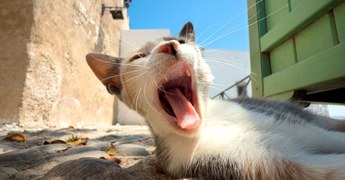 Mon chat tousse : causes et quand consulter