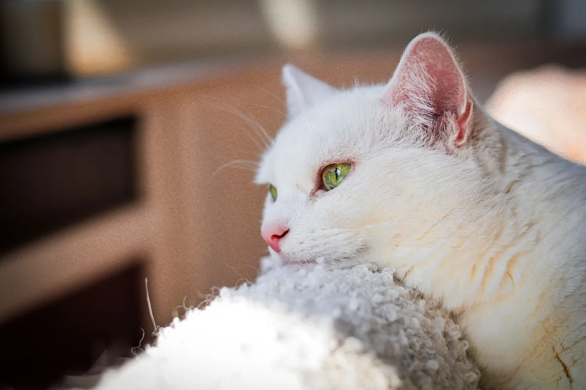 Mon chat vomit : comprendre les causes et savoir quand consulter