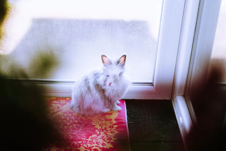 Lapin — illustration