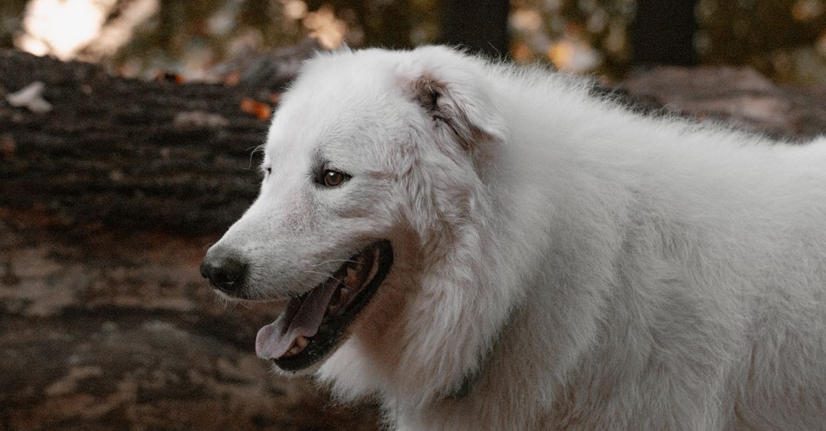 La piroplasmose du chien : symptômes et prévention