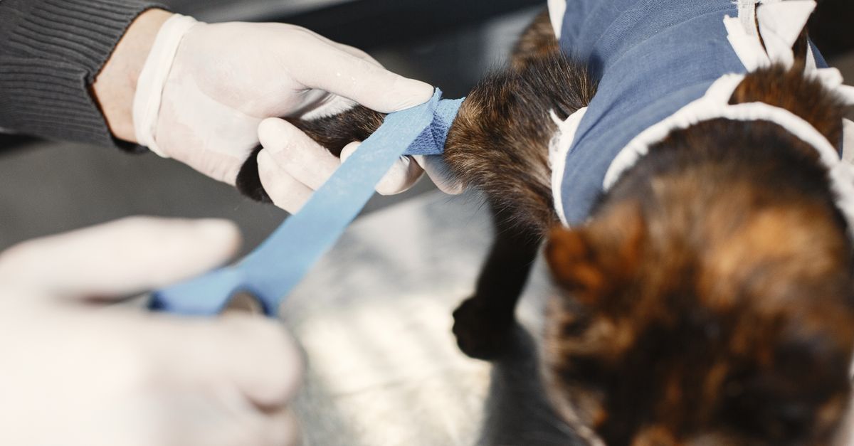 Plaie chez le chien : que faire