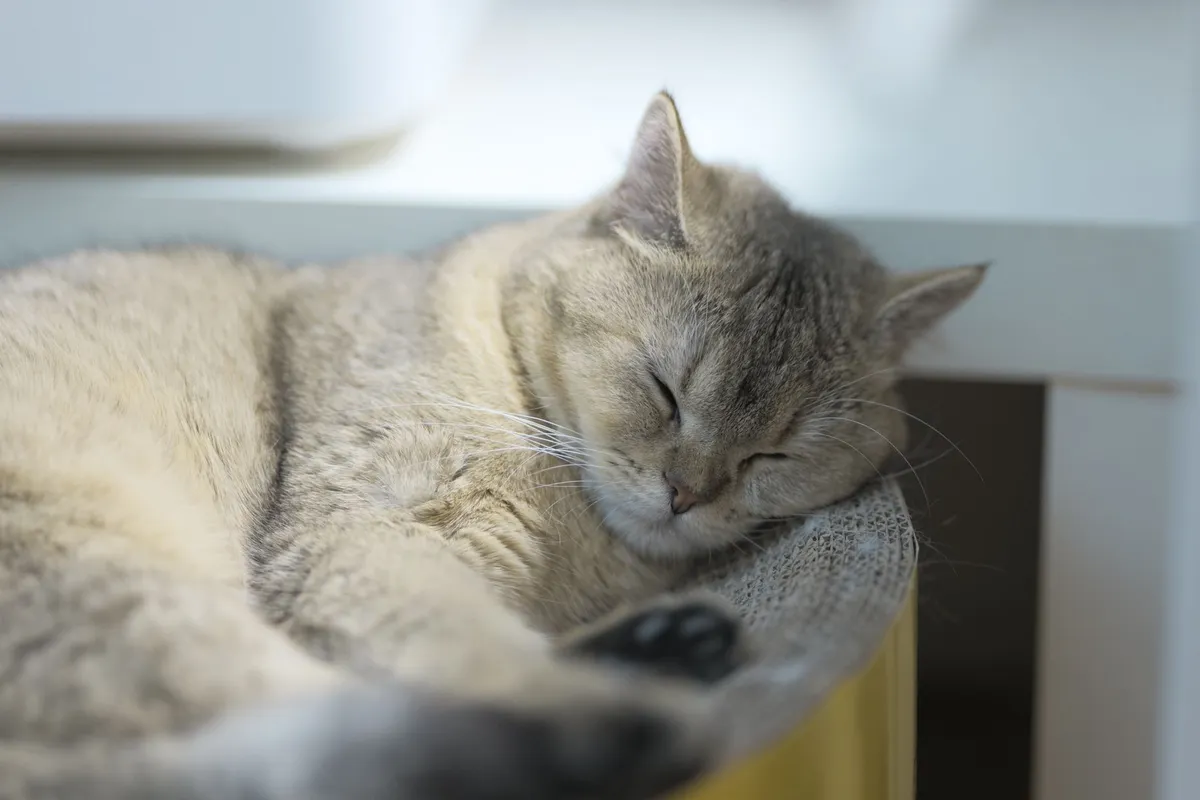 Pourquoi mon chat ronronne : ce que ce signal veut dire