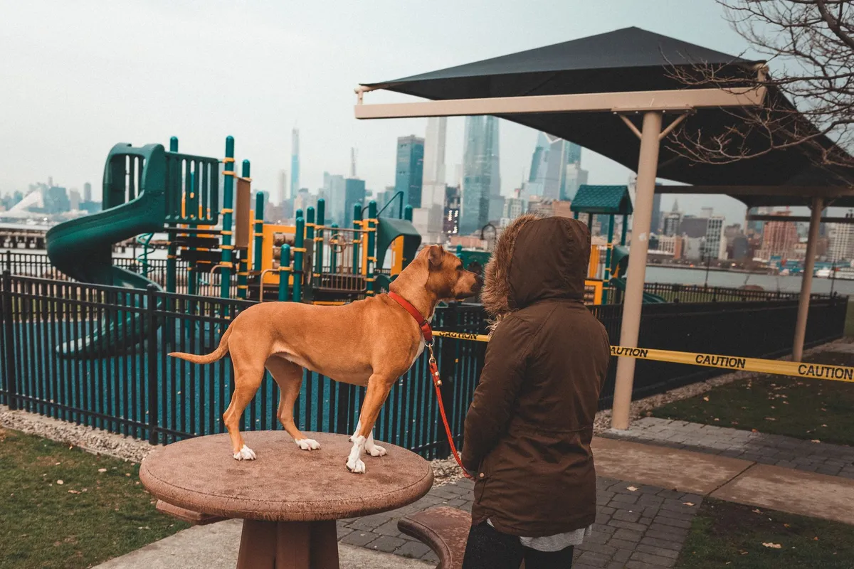 Socialisation du chiot : tout savoir sur la période clé