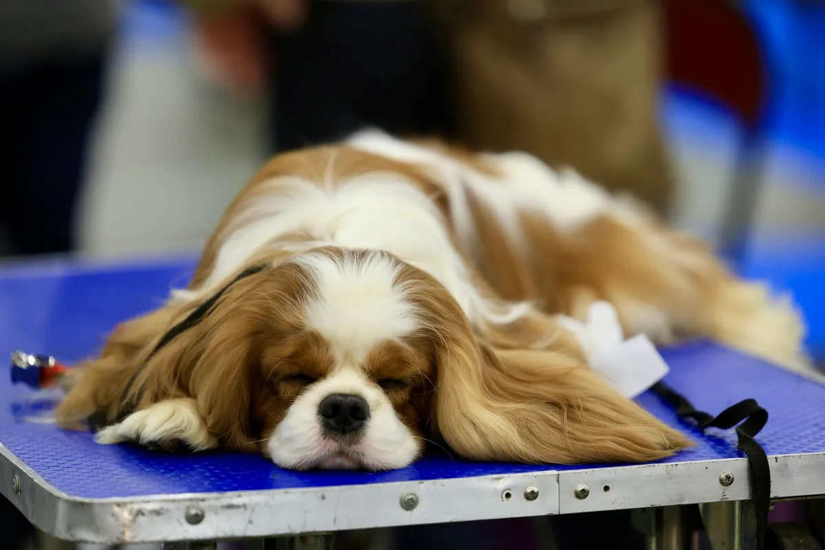 Vermifuge chien : pourquoi, quand et comment vermifuger