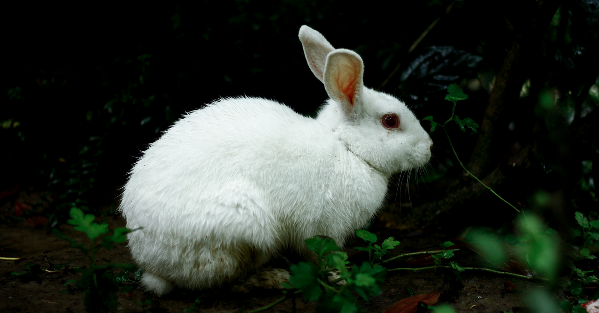 La VHD du lapin : danger et prévention par la vaccination